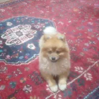 سگ پامر خرسی