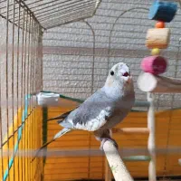 عروس هلندی باقفس و وسایل