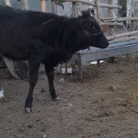 گاو وگوساله|حیوانات مزرعه|هرسین, |دیوار