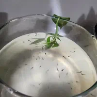 بچه ماهی گوپی