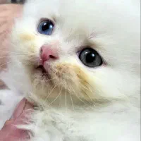 گربه واگذاری|گربه|کرمانشاه, |دیوار