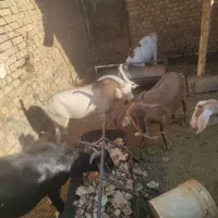 فروش یک عدد بز آلپاین اصل وکره چپش ۶ماه