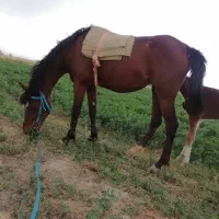 اسب