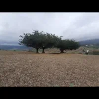 زمین زراعی رودبار توت کابن اسطلخ جان