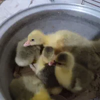 6 تا جوجه قو غاز دورگ محلی پدر و مادر دار 2روزه