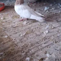 کفتر، کبوتر