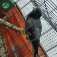 یک عدد مرغ مینا