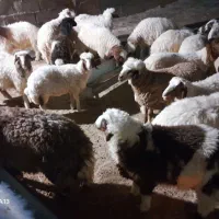 ۸عددبره نر پروار ۴ ماه جو خوردن با یونجه خالی
