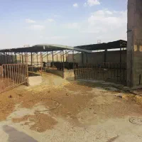 گاوداری-1500-متری