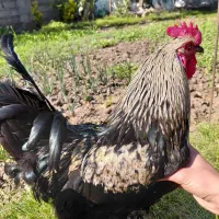 خروس برهما سرحال