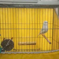 قناری فروش فوری|پرنده|اردکان, |دیوار