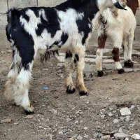 بزغاله های چاق چاتمه|حیوانات مزرعه|گنبد کاووس, |دیوار