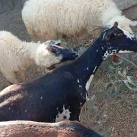 بز نزار چاق بره کهره چاق گوسفند