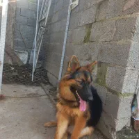 سگ ژرمن شپرت