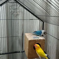 ۲ جفت کوتوله با جوجه یک جفت زرد یک جفت آبی کاربنی|پرنده|شاهین‌شهر, گزبرخوار|دیوار