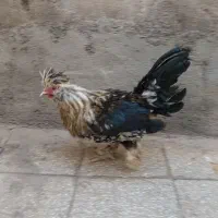 خروس و بوقلمون|حیوانات مزرعه|قم, قلعه کامکار|دیوار