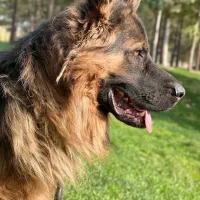 ژرمن کینگ|سگ|کرمانشاه, |دیوار