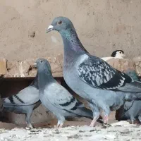 چهل عدد کفتر فروشی