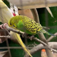 فروش۲ قفس چوبی با تمام عروس و برزیلی و مرغ عشق