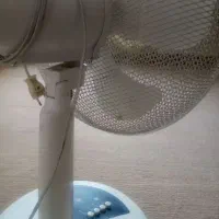 پنکه رومیزی|پنکه و تصفیه‌کنندهٔ هوا|رباط‌کریم, مسکن مهر آبشناسان|دیوار