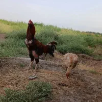 لاری ریشو