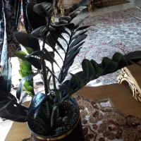 گل و گیاه|گل و گیاه طبیعی|اصفهان, طامه|دیوار