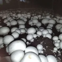 مشاوره و راه اندازی پرورش قارچ