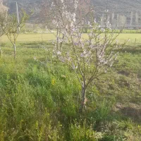 اجاره زمین کشاورزی شلمزار
