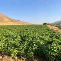 لوبیا چیتی تازه برداشت