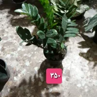 گل و گیاه|گل و گیاه طبیعی|بندر گناوه, |دیوار