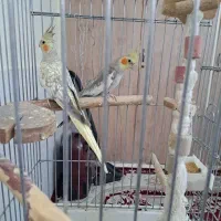 عروس هلندی جفت سالم وسرحال|پرنده|اسلامشهر, شهرک مهدیه|دیوار