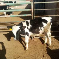 یک راس گوساله نر