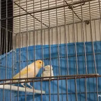 یک جفت قناری با قفس بزرگ|پرنده|محمدشهر, محمدشهر|دیوار