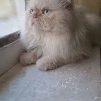 گربه پرشین