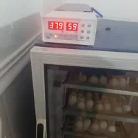 جوجه کشی|عمدهفروشی|برازجان, |دیوار