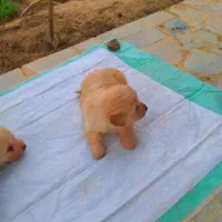 اشپیتز پامر