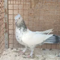 شهری زردوسینه سبز|پرنده|شیراز, اکبر آباد|دیوار