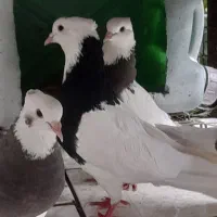 طوقی درجه ۱ سینه آبی طوقی تریاکی شازده ساعت بالا|پرنده|شهمیرزاد, |دیوار