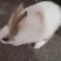 خرگوش