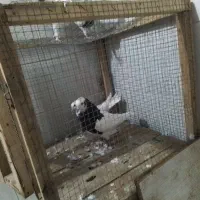 یک جفت کفتر طوقی