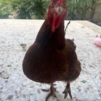 ۳ تا مرغ تخم گذار