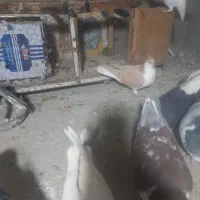 ساده زرد|پرنده|مشهد, انصار|دیوار