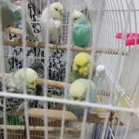 تعداد مرغ عشق انگلیسی گرید aدرشت خوش رنگ