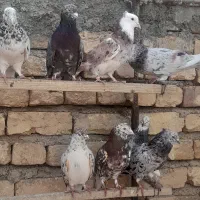 ۹تا سرور همه از یه جنس((تفرش))