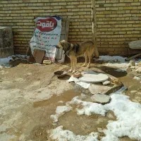 سگ برای نگهبانی