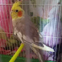 فروش عروس هلندی با قفس