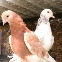 کبوتر پرشی|پرنده|فاضل آباد, |دیوار