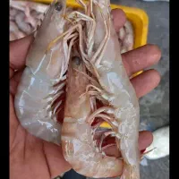 میگو پرورشی تازه