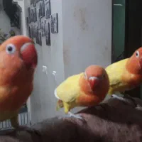 دو جفت طوطی برزیلی هلویی