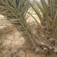 دیمیت (پاجوش) نخل گنتار روستای درازی